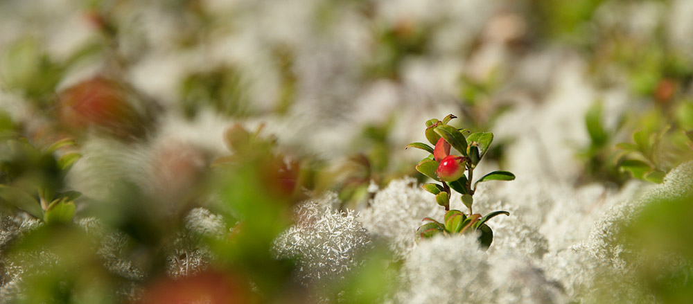 ��������� ����